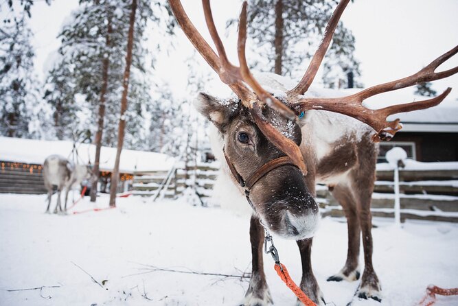 Husky and Reindeer Experience - A fast introduction to Lapland’s big three