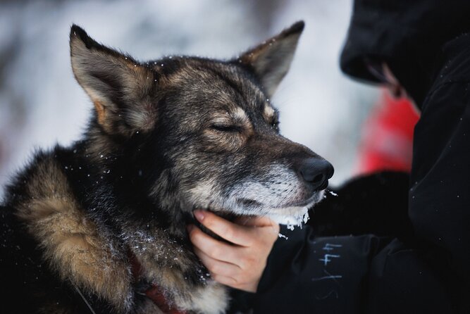 Husky and Reindeer Experience - The timing problem: four hours can cover a lot, but not slowly