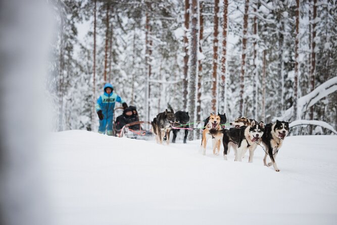 Husky and Reindeer Experience - Price and value at $143