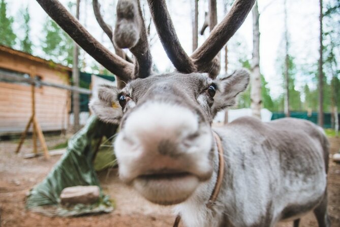 Meet Santa Claus & Santa's Reindeer Ride & Greet Huskies - Is $264.85 a fair price?