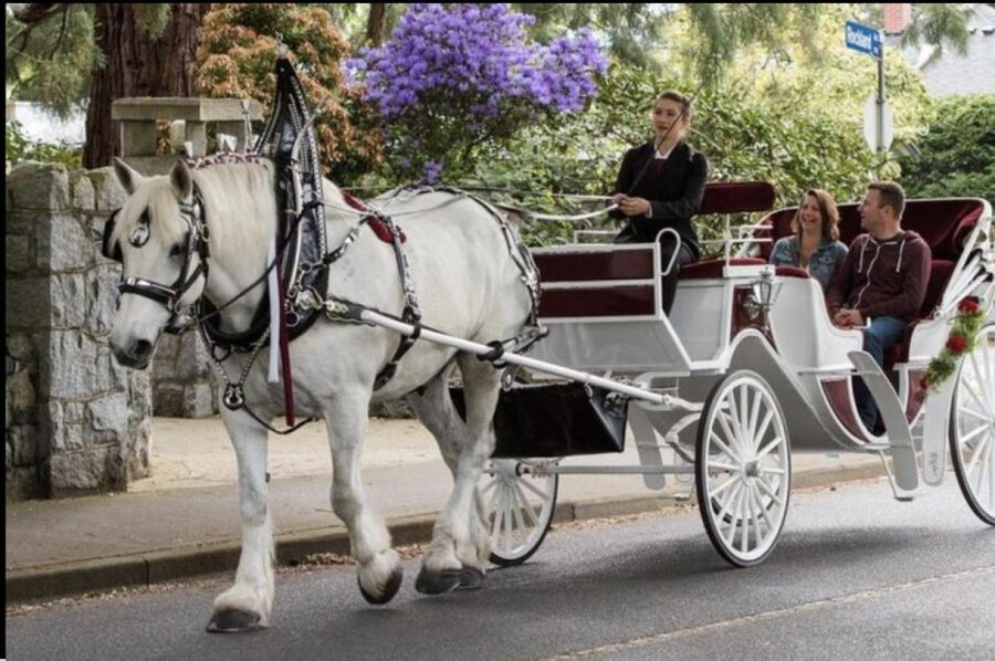NYC: Private Christmas Lights Horse Carriage Ride - Winter comfort and what can affect your view