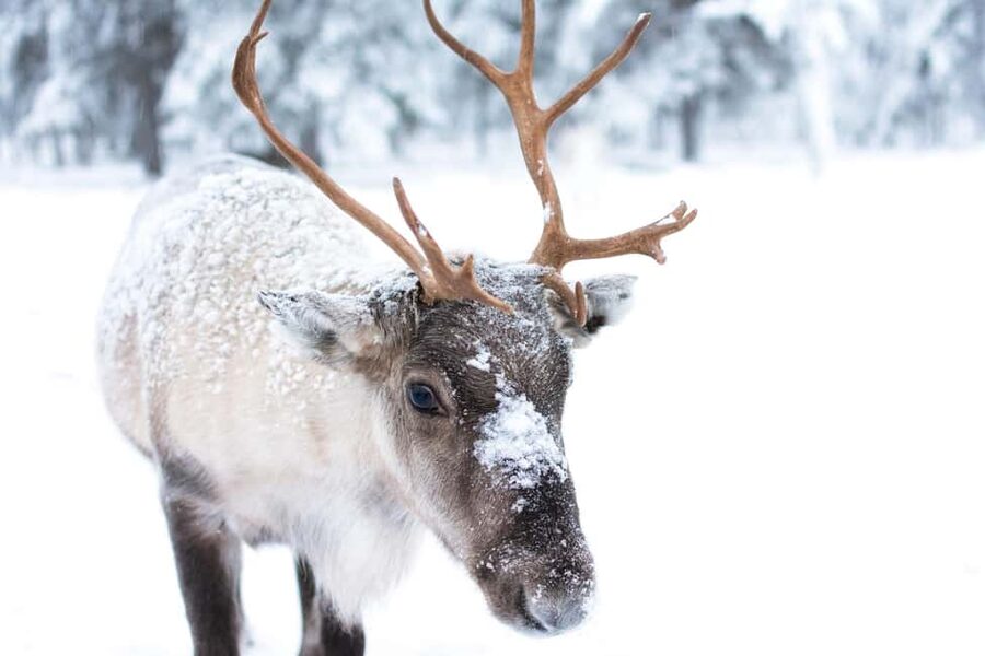 Oulu: Reindeers & Christmas Trees - A small reindeer visit close to Oulu