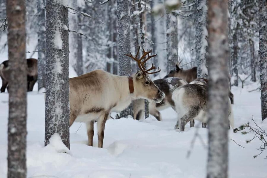 Oulu: Reindeers & Christmas Trees - Leaving Oulu for the Christmas tree farm