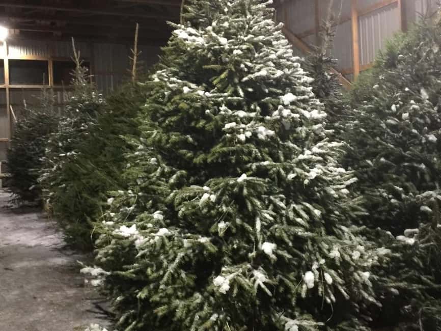 Oulu: Reindeers & Christmas Trees - Warming up inside the wooden kota