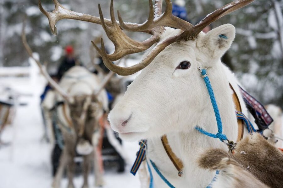 Rovaniemi: Meet Santa Claus, Reindeer Sleigh Ride & Huskies - What the guide adds to a crowded day