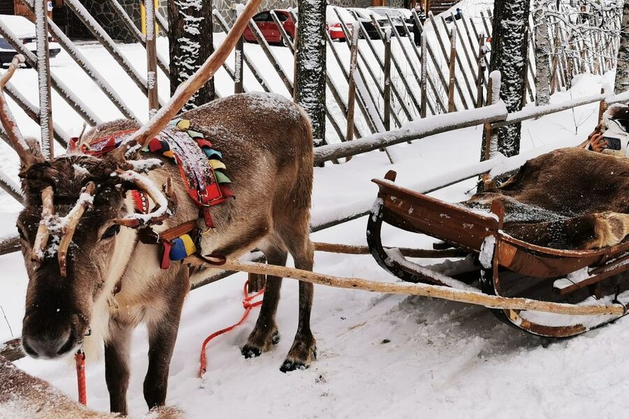 Rovaniemi: Meet Santa Claus, Reindeer Sleigh Ride & Huskies - Is $258 per person a fair price?