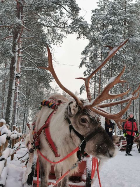 Rovaniemi: Meet Santa Claus, Reindeer Sleigh Ride & Huskies - Timing, clothing, and useful expectations