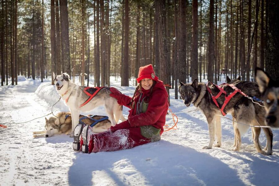 Rovaniemi: Meet Santa's Most Trusted Husky Dogs - The husky kennel visit