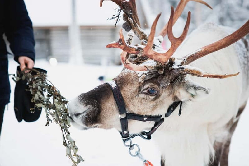 Rovaniemi: Reindeer, Huskies & Santa Claus Village - The huskies bring the noise and speed