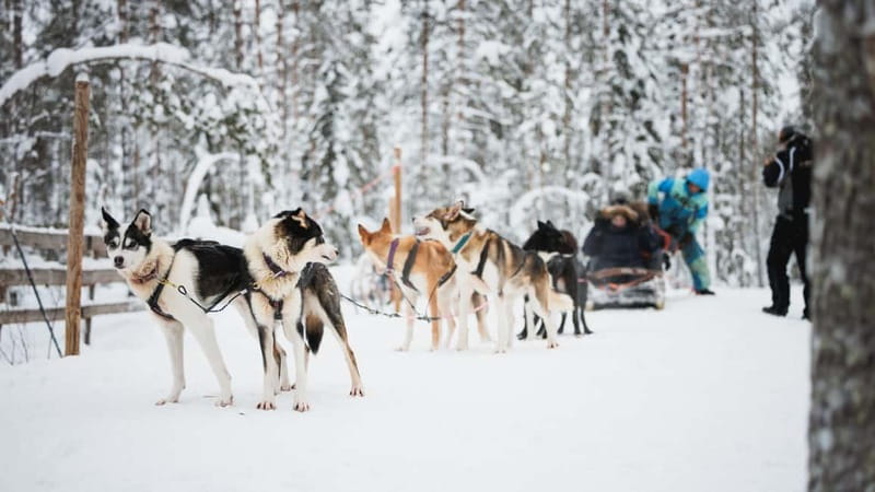 Rovaniemi: Reindeer, Huskies & Santa Claus Village - Salmon soup is more important than it sounds
