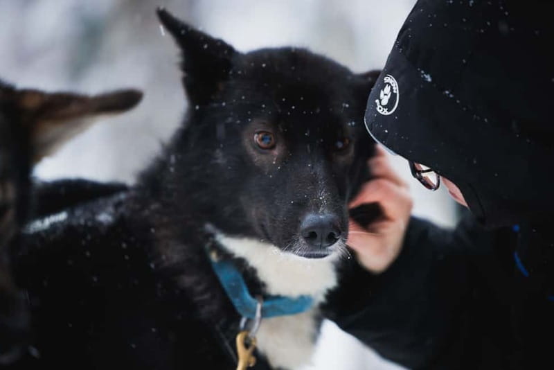 Rovaniemi: Reindeer, Huskies & Santa Claus Village - Santa Claus Village: magical, commercial, and short