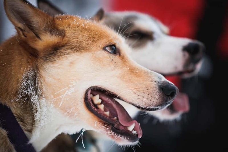 Rovaniemi: Reindeer, Huskies & Santa Claus Village - Practical details that can save your morning