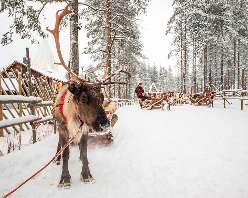 Rovaniemi: Reindeer & Husky Ride with Santa Claus Village - Warming up with berry juice and herding stories