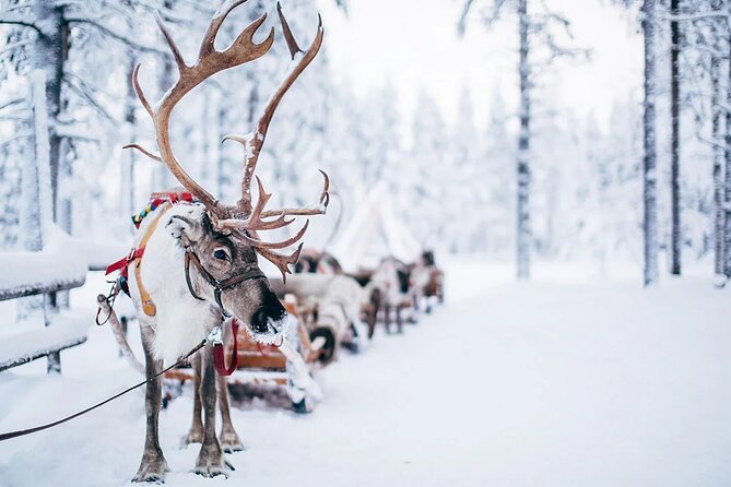 Rovaniemi Santa Claus Village Husky Reindeer Farm Arctic Museum - Lunch is useful, but keep expectations modest