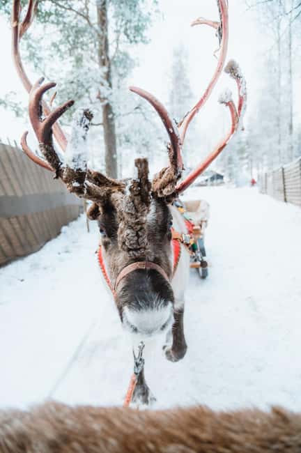 Rovaniemi: Santa Claus Village, Husky & Reindeer Tour - Key points to know before booking