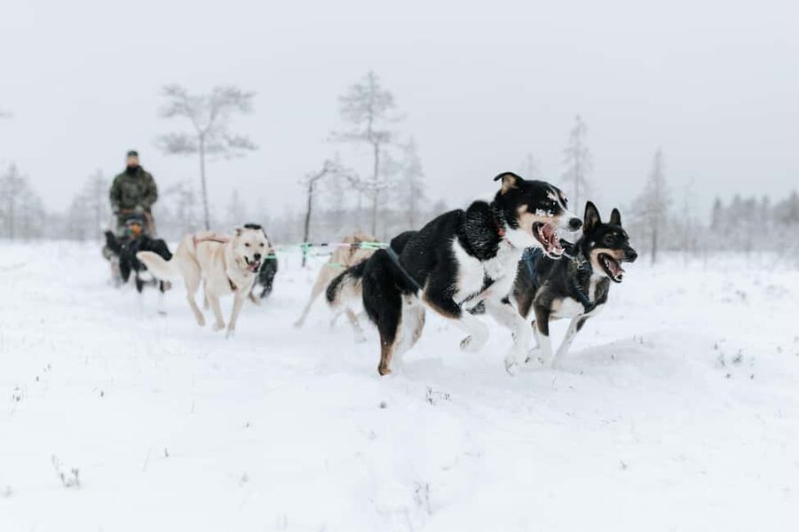 Rovaniemi: Santa Claus Village, Husky & Reindeer Tour - Fire, berry juice, and a sweet finish
