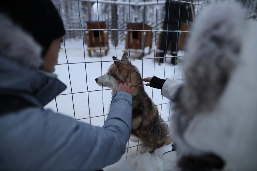 Rovaniemi: Santa Claus Village Tour Huskies & Reindeer ride - Reindeer and the meaning behind the antlers