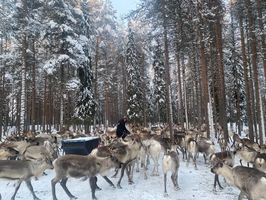 Rovaniemi: Santa Claus Village Tour Huskies & Reindeer ride - Is $235 a fair price?