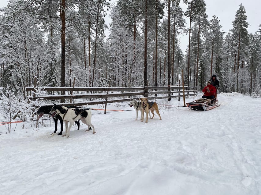 Rovaniemi: Santa Claus Village Tour Huskies & Reindeer ride - Booking details worth knowing