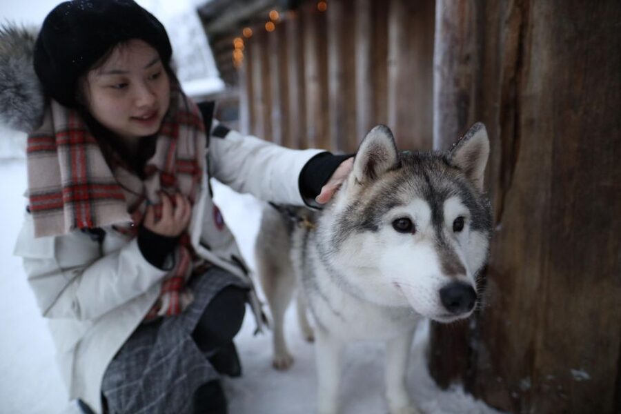 Rovaniemi: Santa Claus Village Tour Huskies & Reindeer Visit - Getting close to Siberian huskies