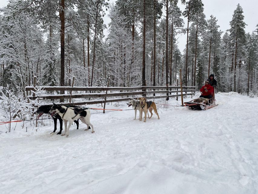Rovaniemi: Santa Claus Village Tour Huskies & Reindeer Visit - Reindeer feeding and Lapland’s living heritage