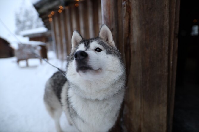 Santa Claus Village, Husky and Reindeers Combo Safari - Is $252.32 per person good value?