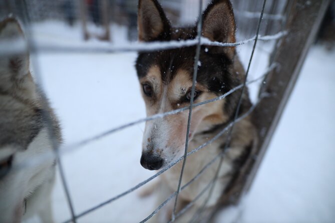 Santa Claus Village, Husky and Reindeers Combo Safari - Who should book this and who should skip it?