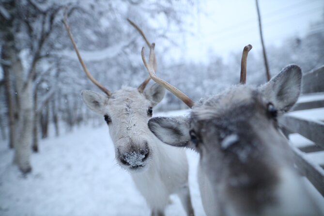 Santa Claus Village, Husky and Reindeers Combo Safari - Meeting the reindeer and taking the 400-meter sleigh ride