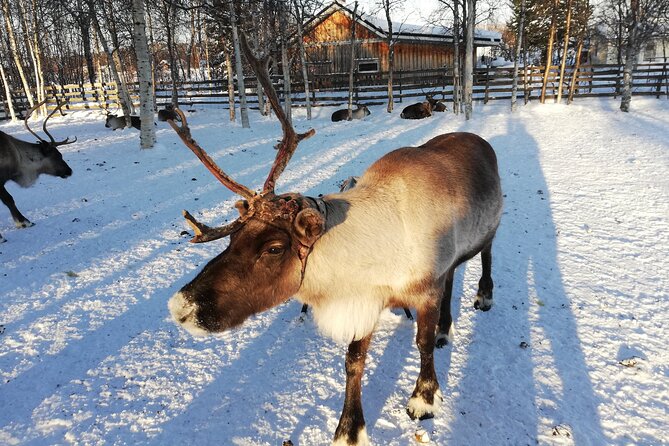 Stockholm Christmas Tour and Food Tasting Experience - Moose lights from Nybroplan toward Santa